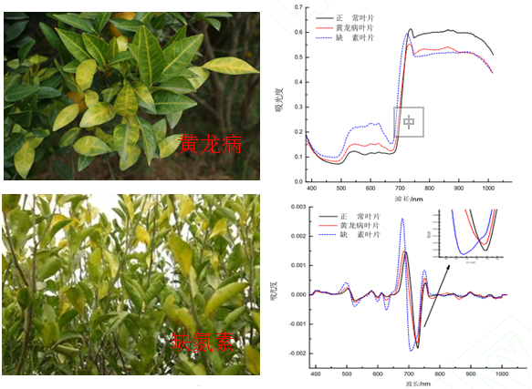 柑橘黄龙病检测