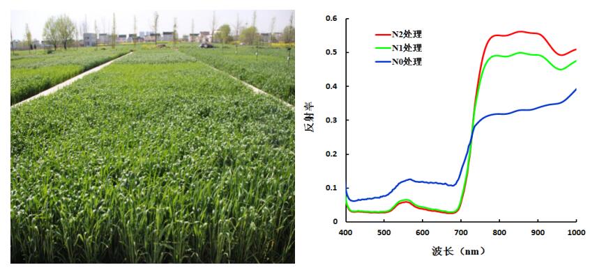 高光谱相机检测农作物氮处理试验农田